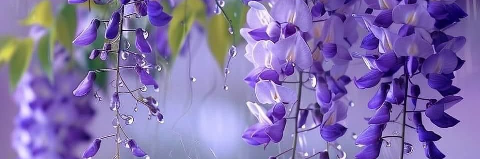 𝑊𝑖𝑠𝑡𝑒𝑟𝑖𝑎 banner