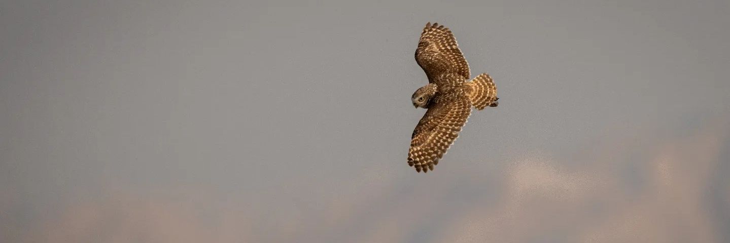 aidan_deboer's profile banner image