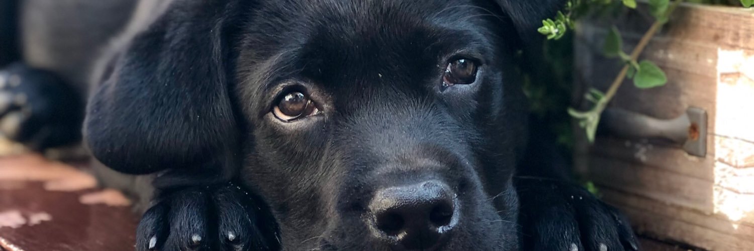 woofssbm's profile banner image