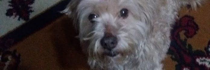 arkhey | 🇷 🇰 banner