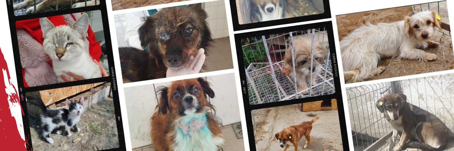 International Dog Rescue banner