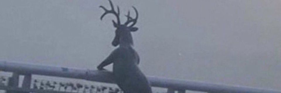 viado da tasmânia banner