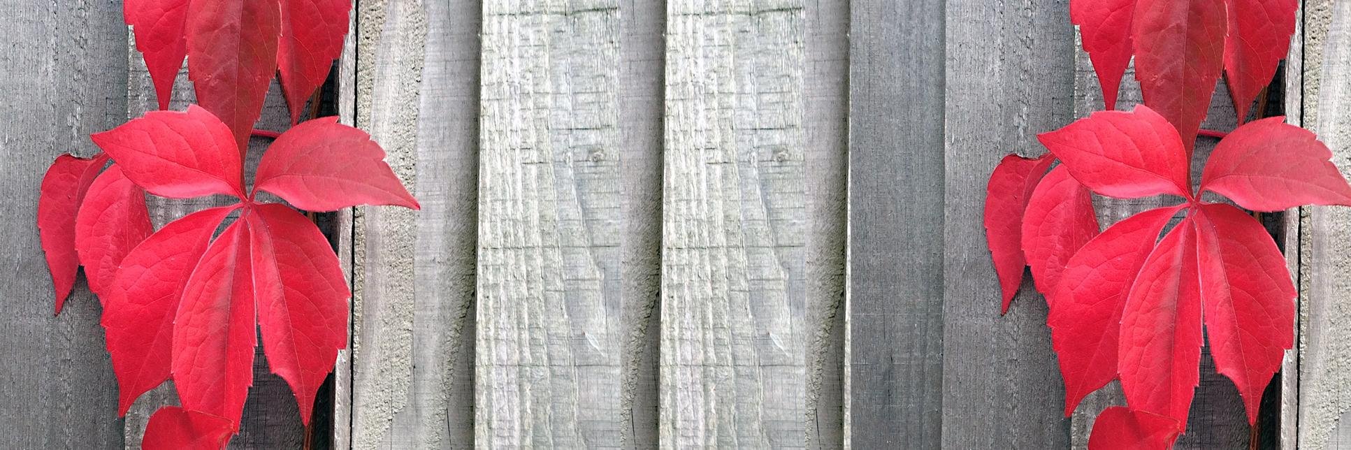 Teklic banner