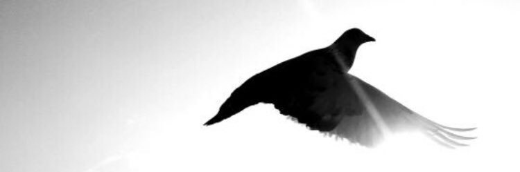 daixi1984's profile banner image