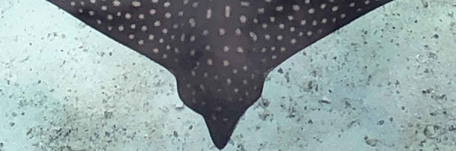 taraghmulv's profile banner image