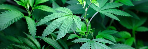 YourGrowFriend Profile Banner