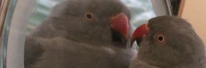 feelingitkrabs's profile banner image