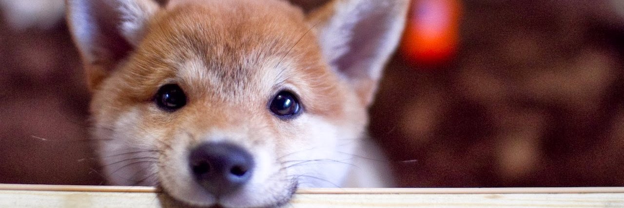 Shibacornio's profile banner image