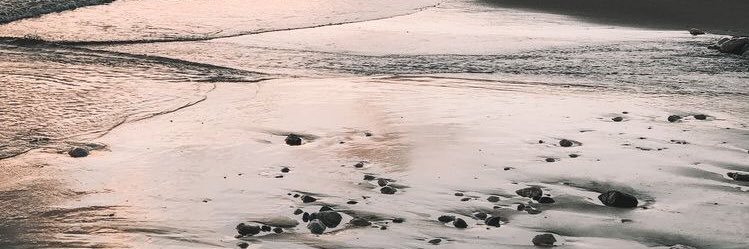 🌱 ⧖ Mr.Toothless ⧖ 🌱🦊 banner