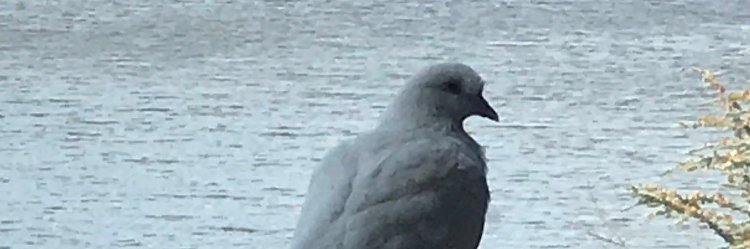 cdog1962's profile banner image