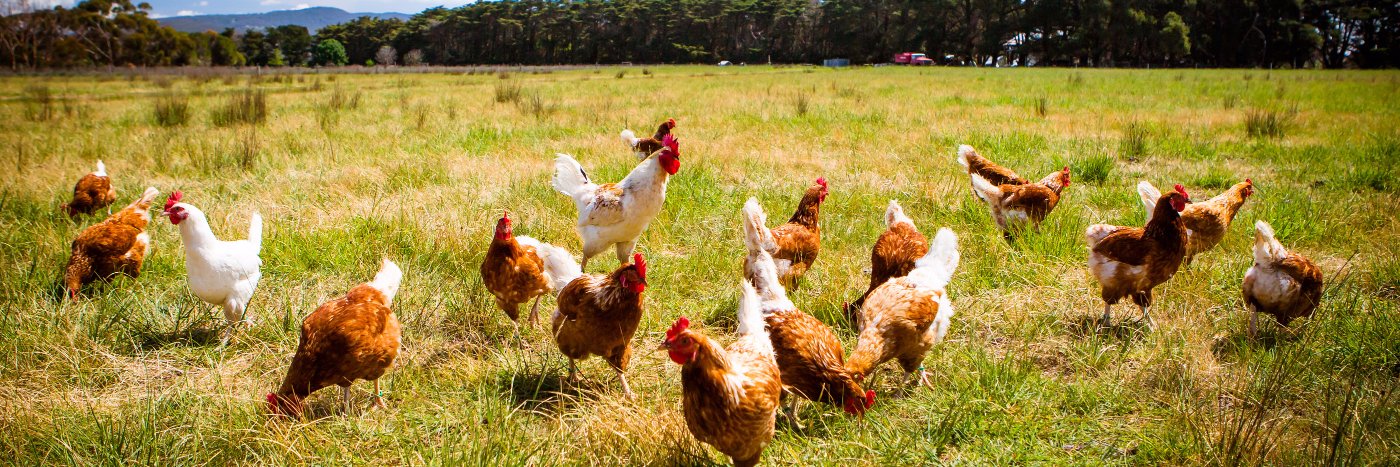 PoultryHealthServices banner