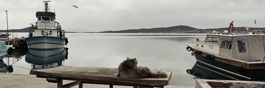 serap güler banner