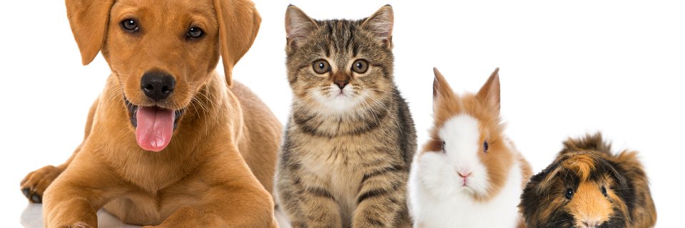 Agripetnorge's profile banner image