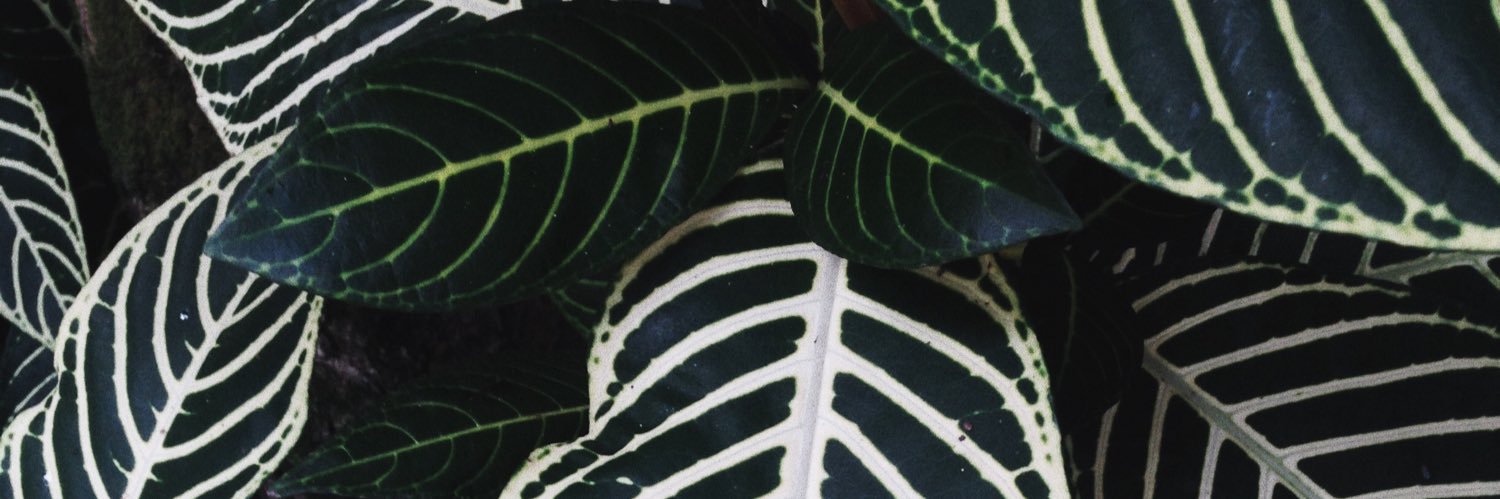 Liz Gomes Corrêa banner