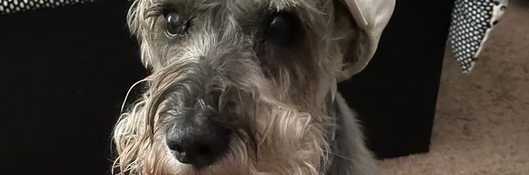 willclara's profile banner image
