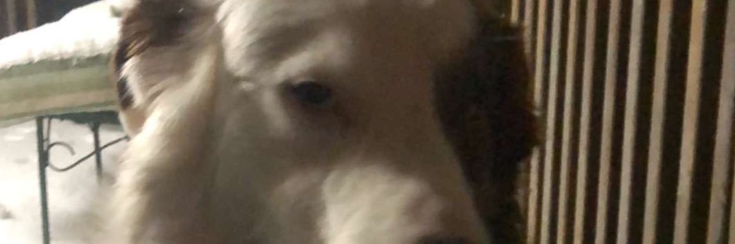 buddy13_brooks's profile banner image