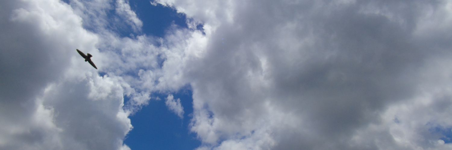aldygp_'s profile banner image