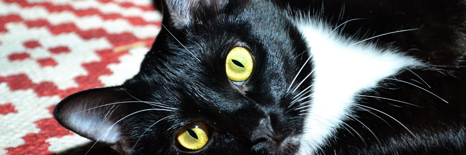 Cat Tipper.com banner