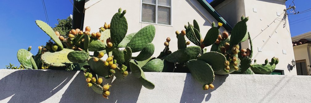 Dr. Maya Cruz banner