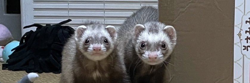 conpeito_n's profile banner image