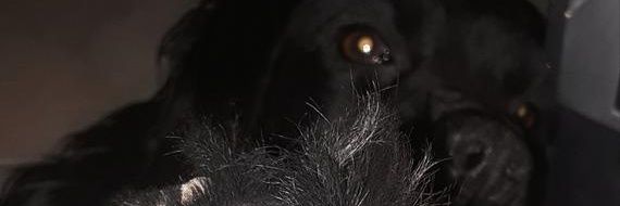 cocosette🥑 banner