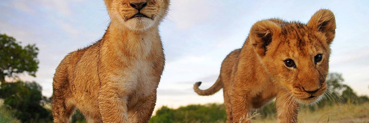 KfirUnger's profile banner image