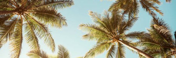 0xAneri Profile Banner