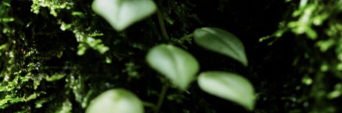 mo_vitaluna's profile banner image
