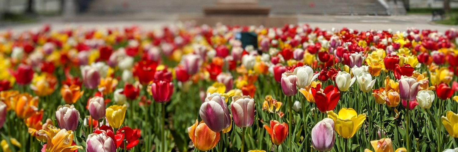 Meredith Bethune banner