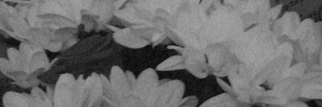 R banner