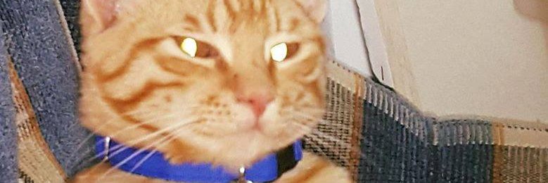 bolerocat's profile banner image