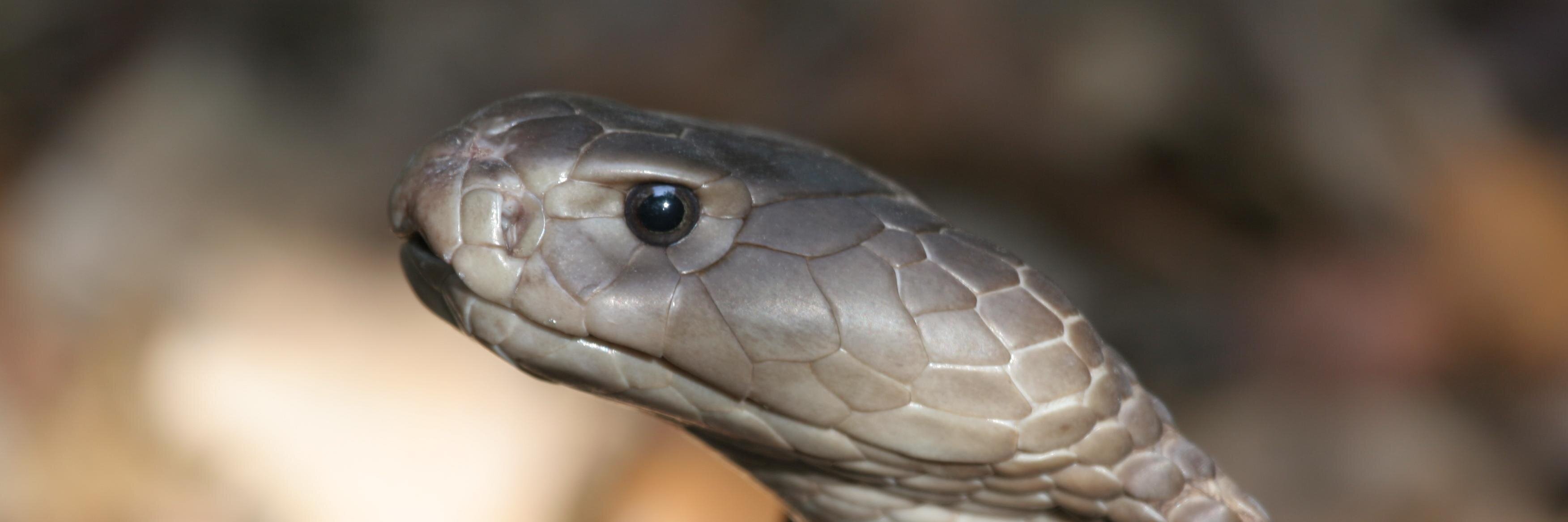BioKenSnakeFarm's profile banner image