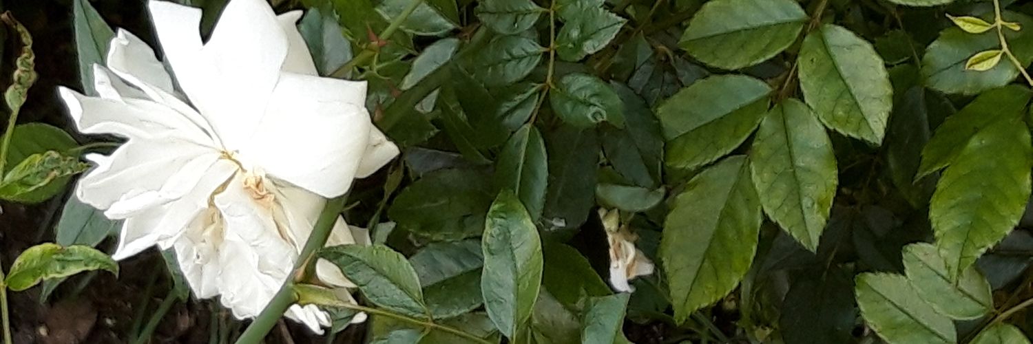 Frank801's profile banner image