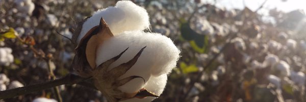 IngridZaba Profile Banner