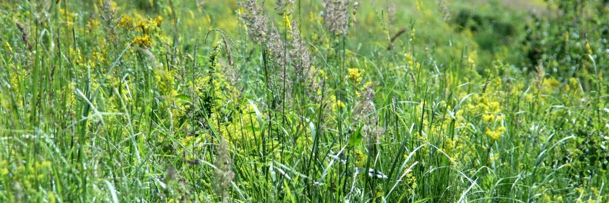 Freesia_Flores's profile banner image