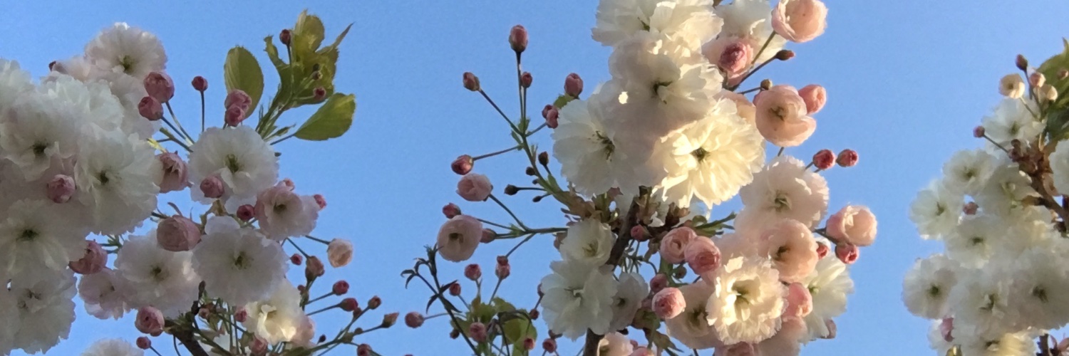 brecush's profile banner image