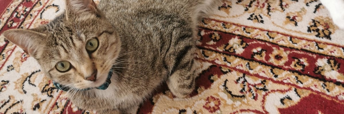 Callum | @TheKesaro banner