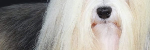 Larwinsca Profile Banner