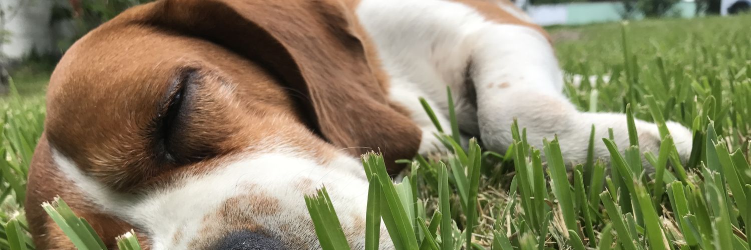 CesarGregoriady's profile banner image