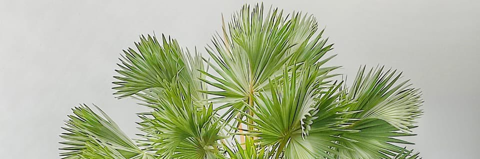 carorestrepocan's profile banner image