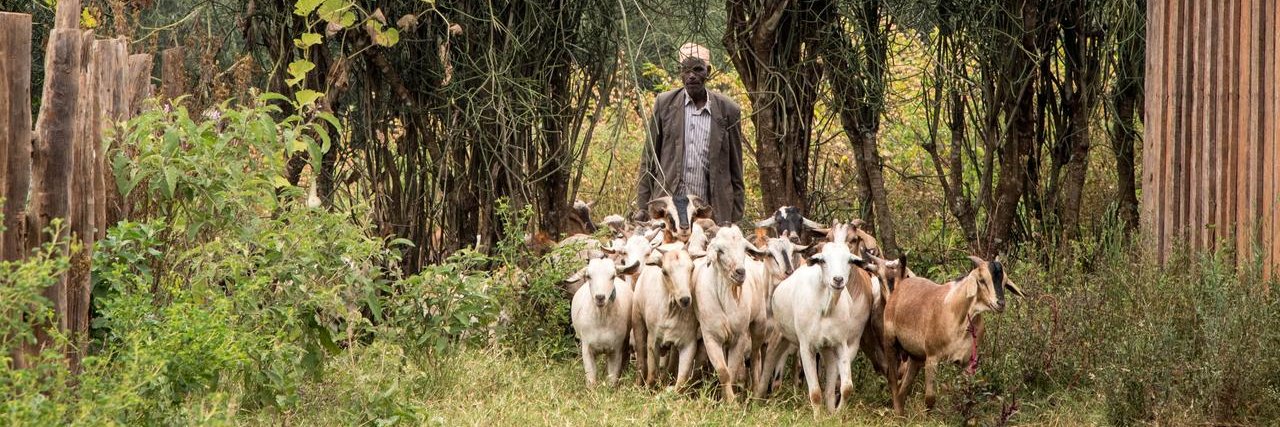 Tierärzte ohne Grenzen/VSF Germany banner