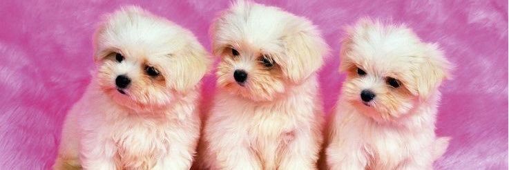 Thoughts Of A Dog banner