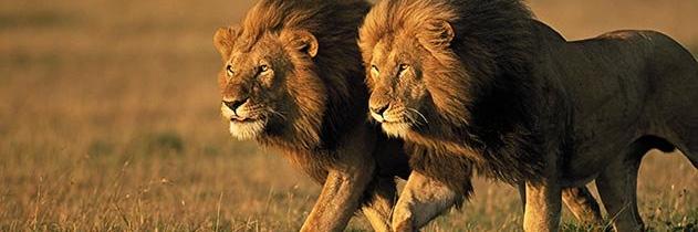 mohasinmujwar's profile banner image
