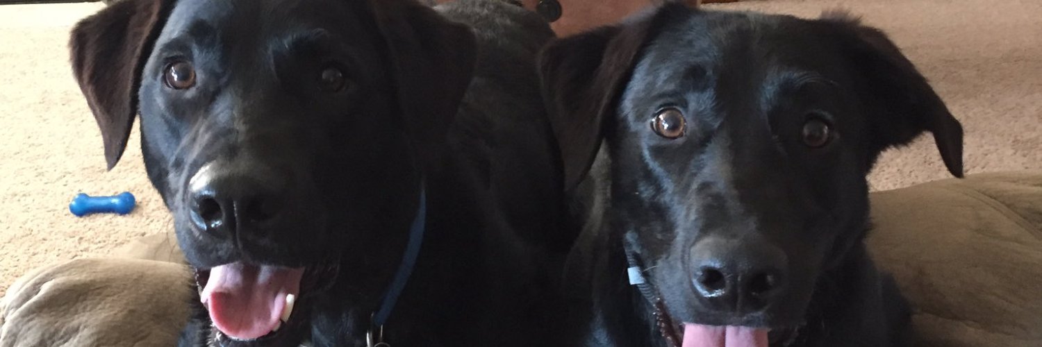 dollywy's profile banner image