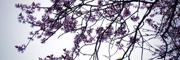 ThoroughBritish Profile Banner