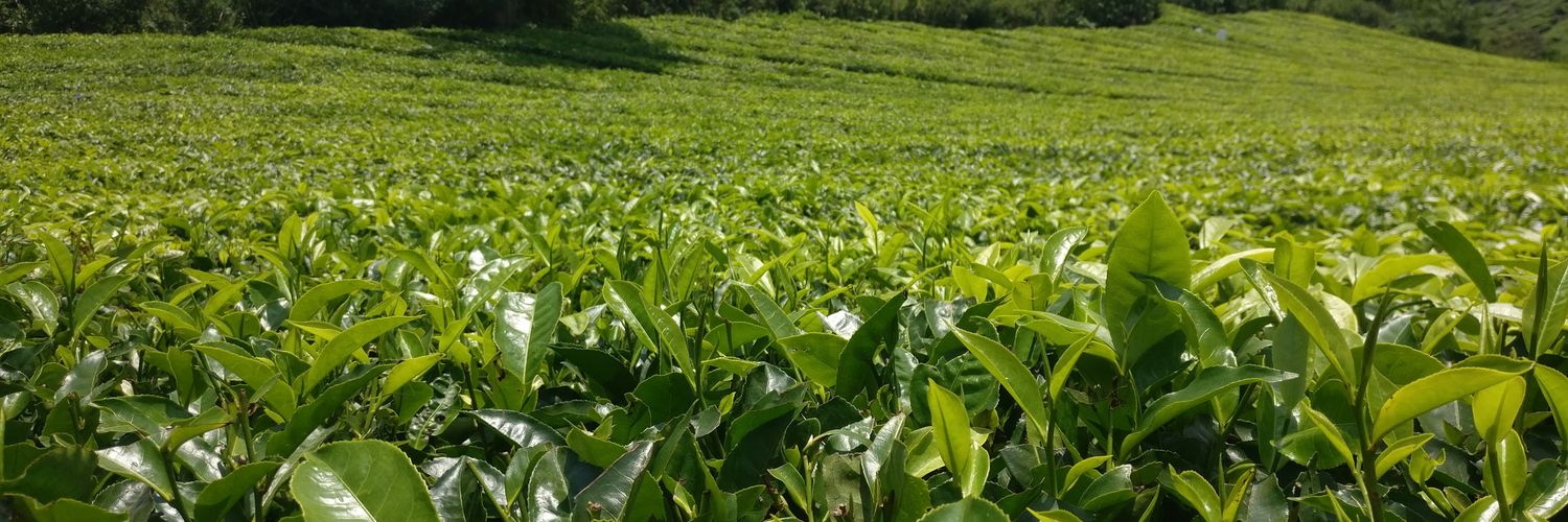 kumar_vignes's profile banner image