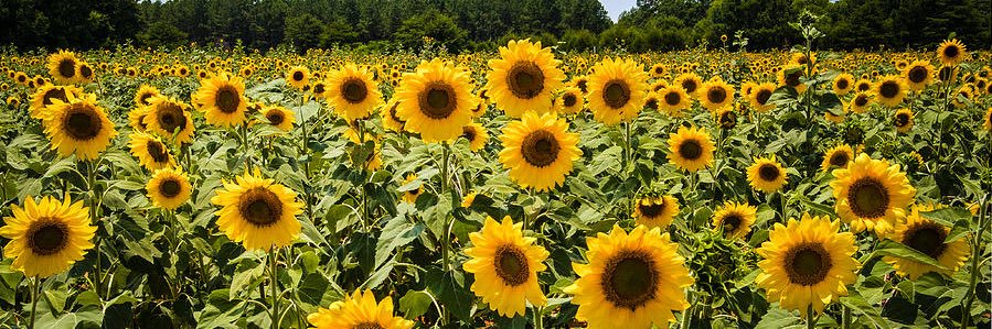 florescassiee's profile banner image