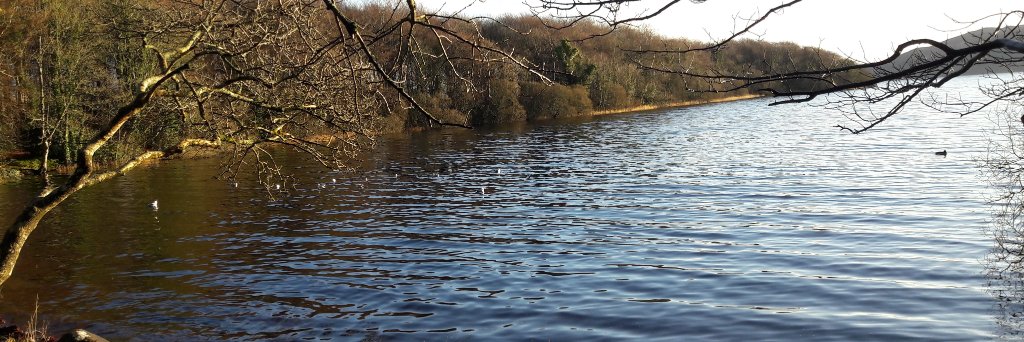 Dr Carmel Devaney banner