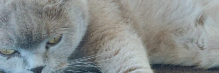 BLTGRSYDN's profile banner image
