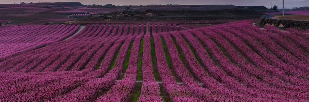 Montserrat Gea banner